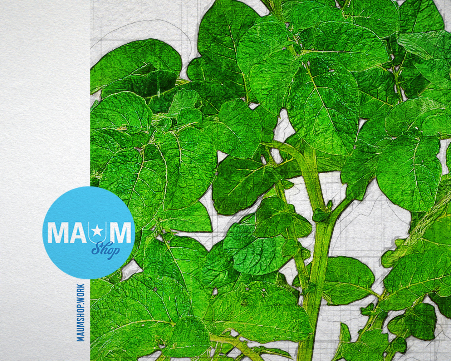 Potato Leaves Sketch Plants Art Wood Framed Print Wall Decor Gifts