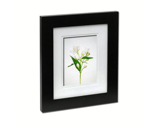 Jasmin Sketch Plants Art Wood Framed Print Wall Decor Gifts
