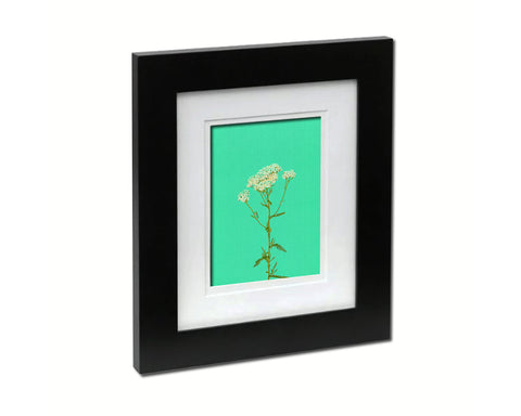 Achillea Millefolium Colorful Plants Art Wood Framed Print Wall Decor Gifts