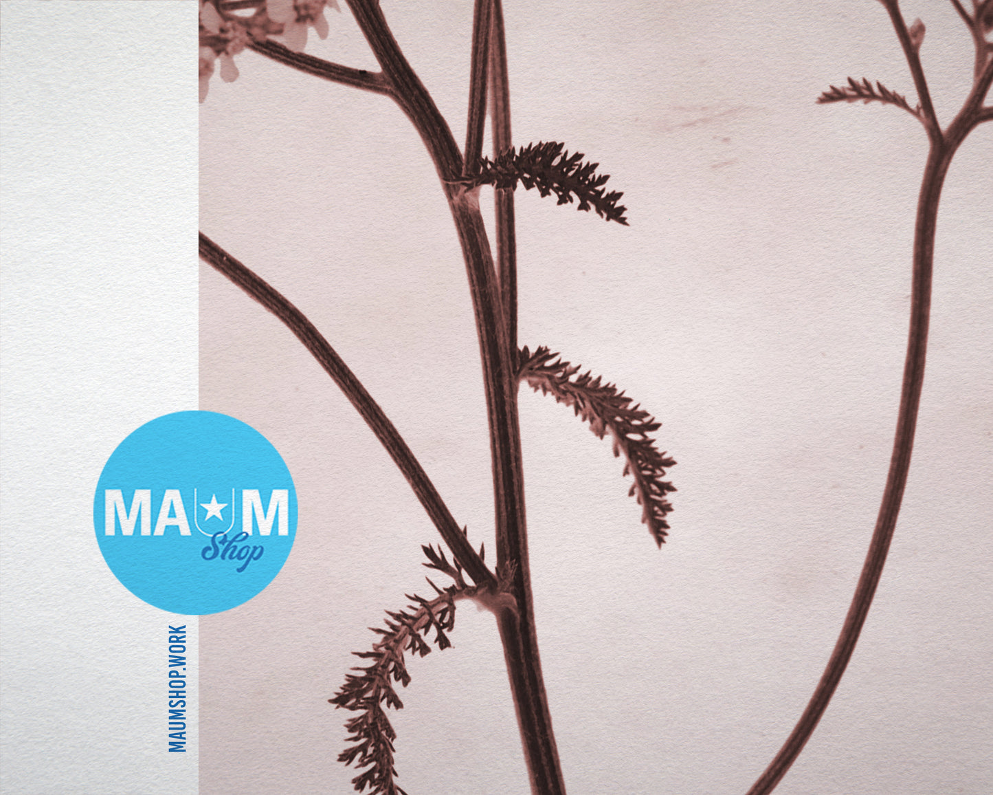 Queen Anne's Lace Sepia Plants Art Wood Framed Print Wall Decor Gifts