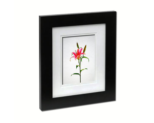 Pink Lily Sketch Plants Art Wood Framed Print Wall Decor Gifts