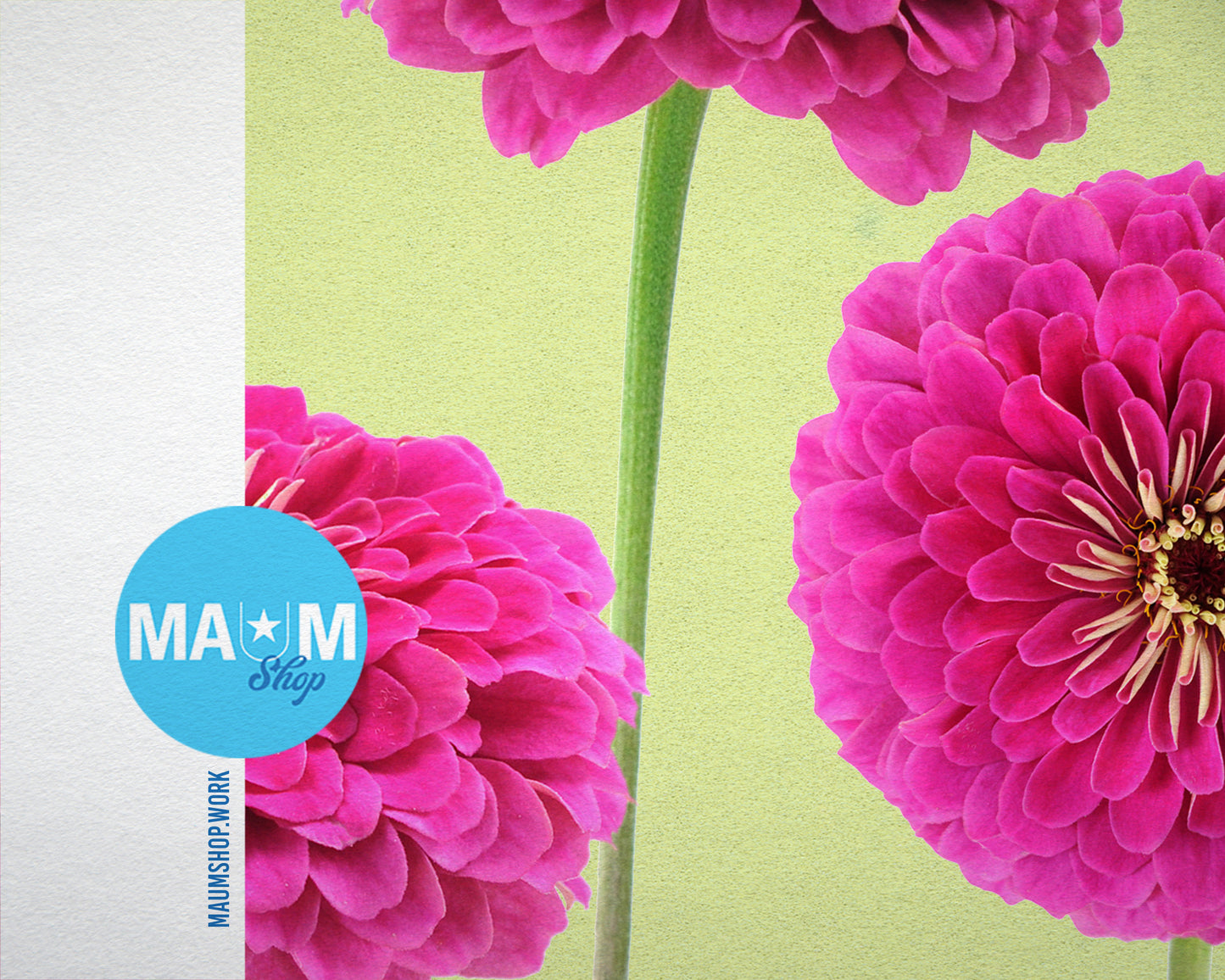 Pink Zinnia Colorful Plants Art Wood Framed Print Wall Decor Gifts