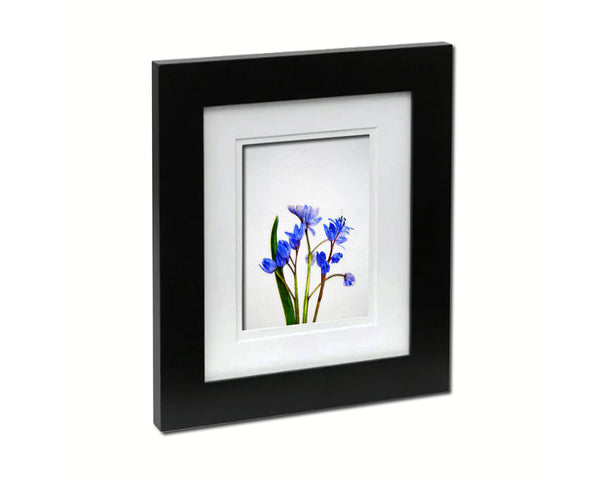 Blue Crocus Spring Sketch Plants Art Wood Framed Print Wall Decor Gifts