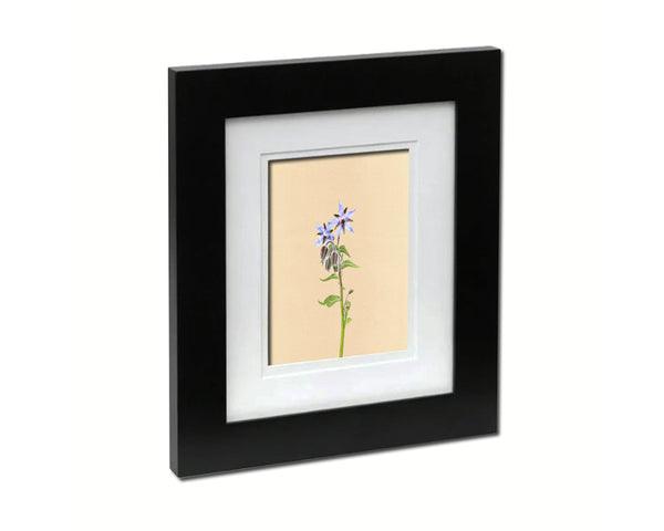 Borage Starflower Borago Officinalis Colorful Plants Art Wood Framed Print Wall Decor Gifts
