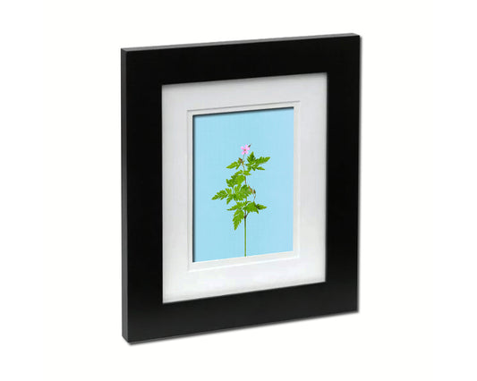 Geranium Robertianum Colorful Plants Art Wood Framed Print Wall Decor Gifts