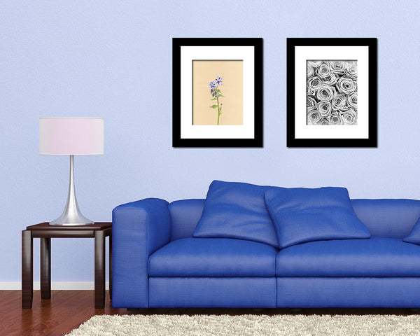 Borage Starflower Borago Officinalis Colorful Plants Art Wood Framed Print Wall Decor Gifts