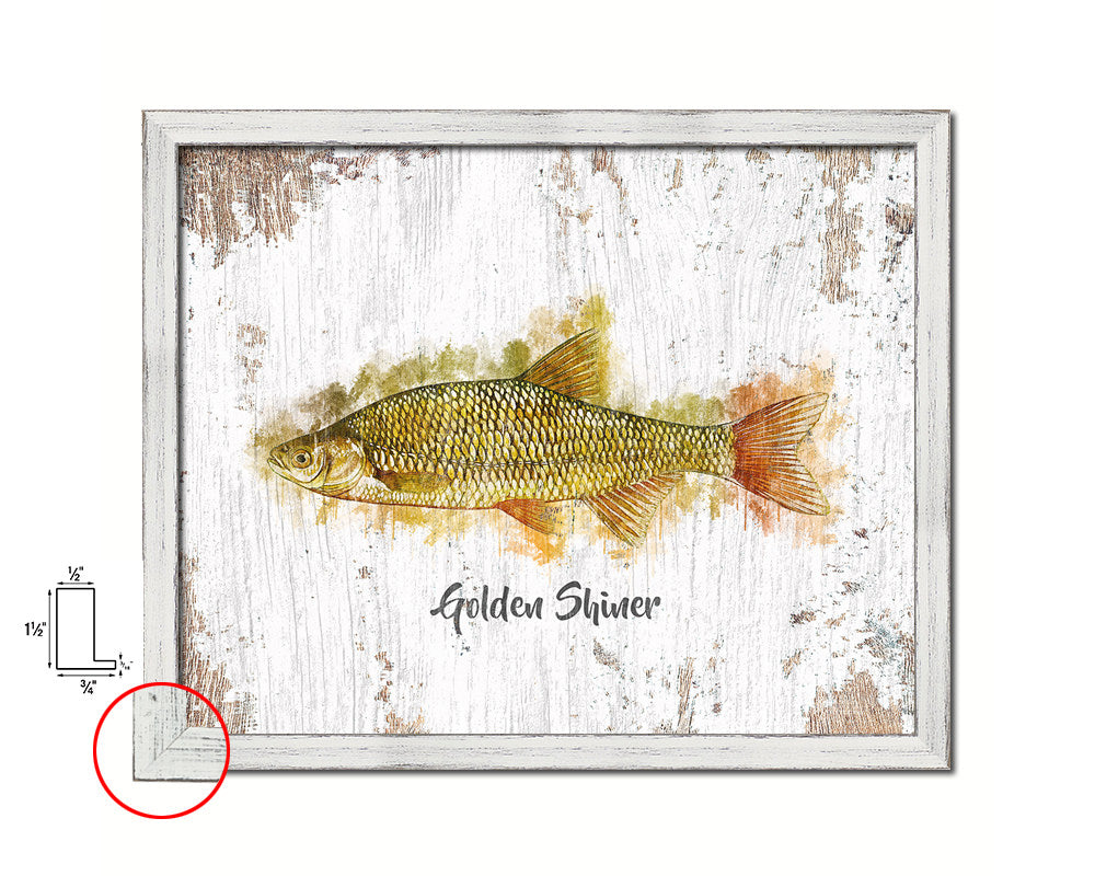 Golden Shiner Fish Framed Prints Modern Restaurant Sushi Bar Watercolor Wall Art Decor