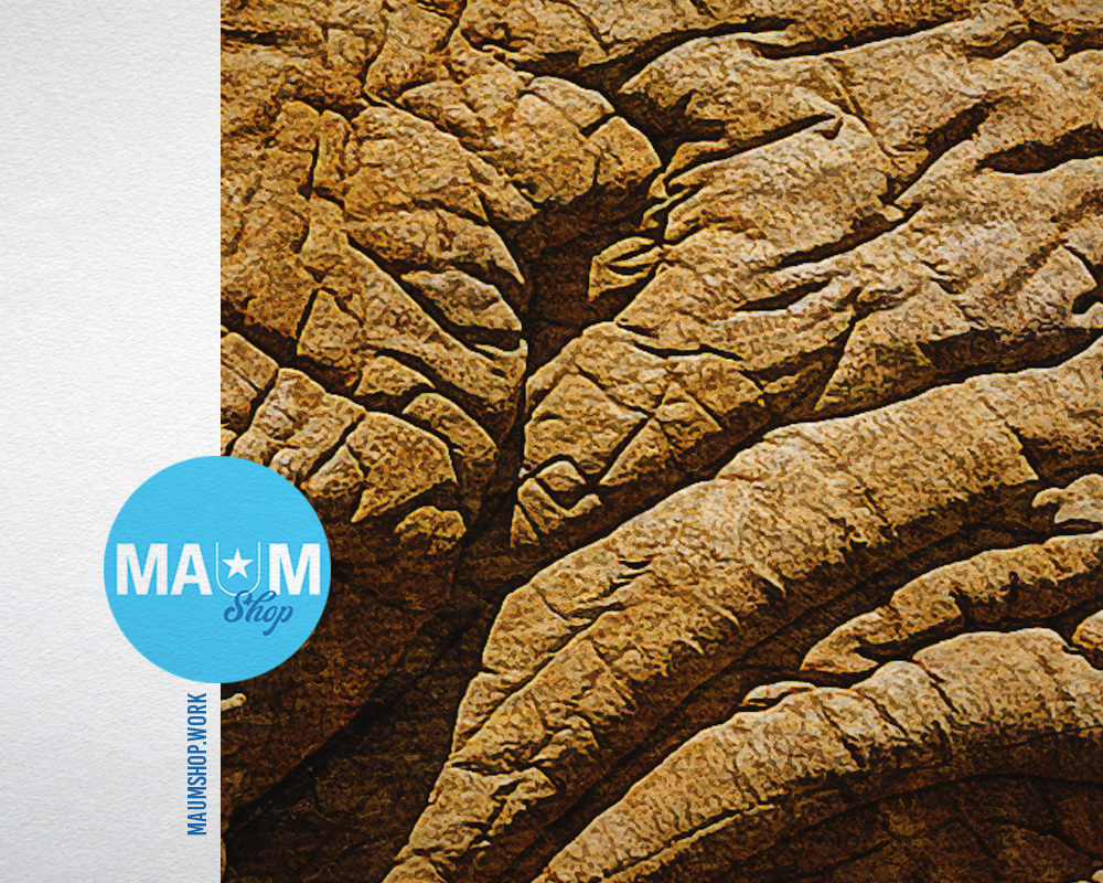 Elephant Butt Animal Painting Print Framed Art Home Wall Decor Gifts