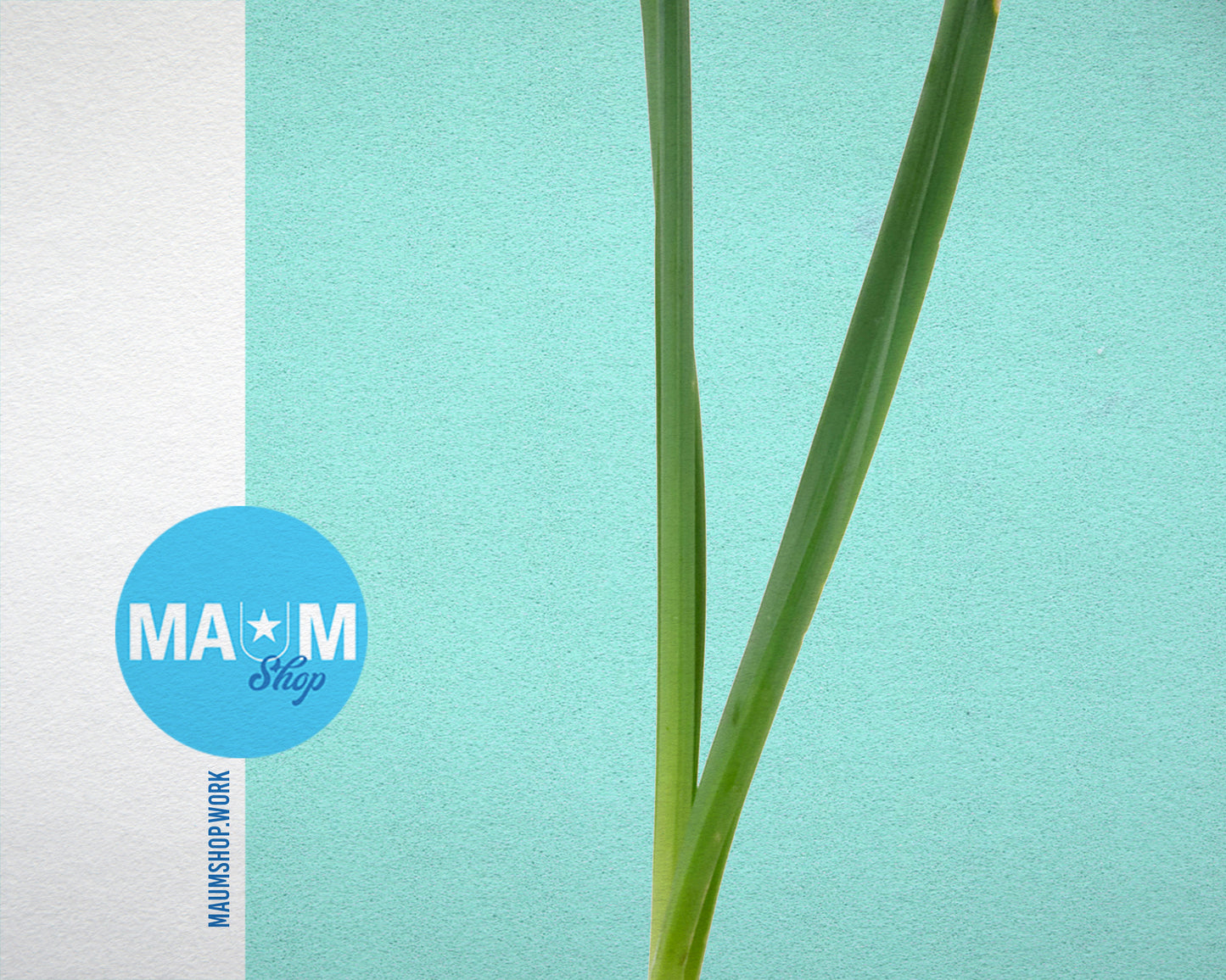 Narcissus Bulb Colorful Plants Art Wood Framed Print Wall Decor Gifts