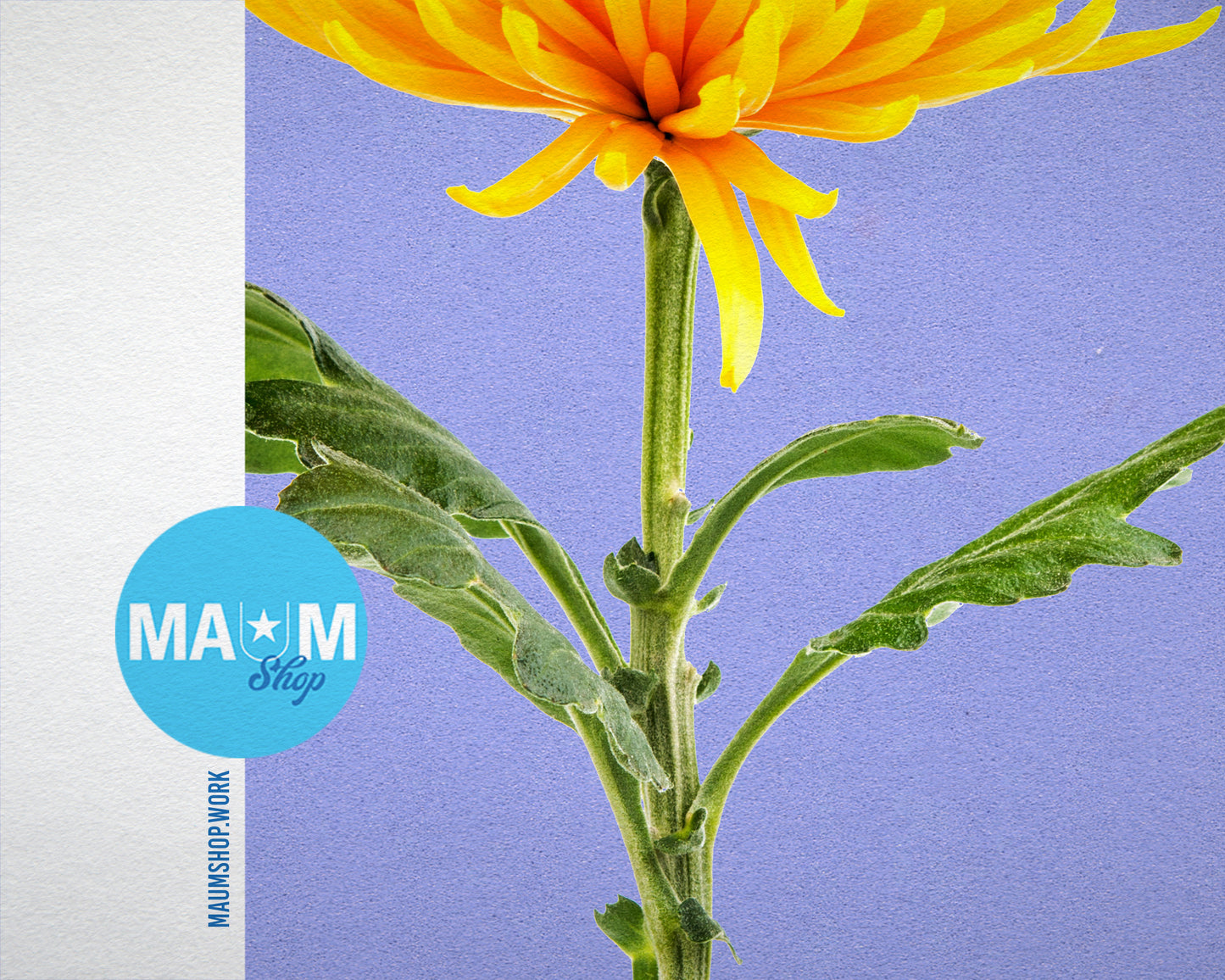 Yellow Chrysanthemum Flower Colorful Plants Art Wood Framed Print Wall Decor Gifts