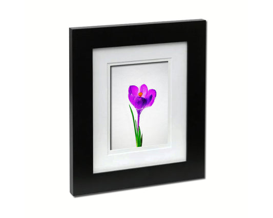 Crocus Sketch Plants Art Wood Framed Print Wall Decor Gifts